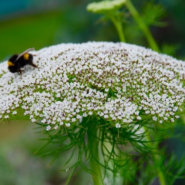 Ammi visnaga