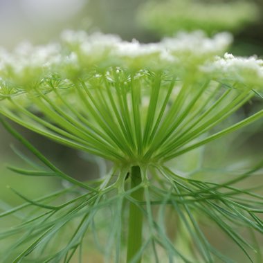 Ammi visnaga