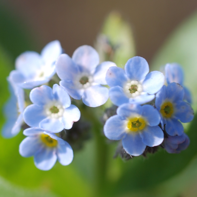 Myosotis scorpioides