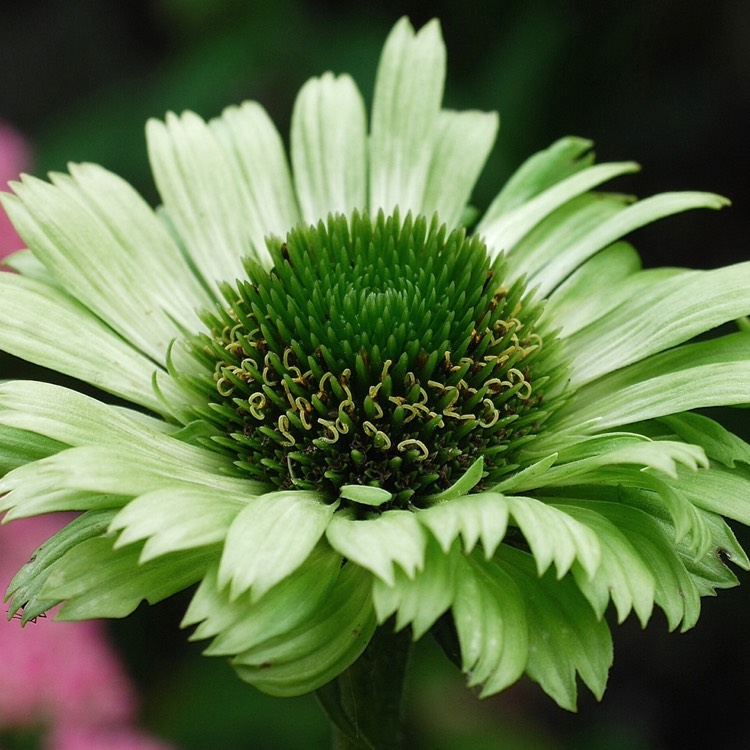 Plant image Echinacea purpurea 'Green Jewel' syn. Echinacea 'Green Jewel'