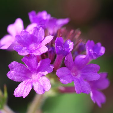 Verbena rigida syn. Verbena venosa