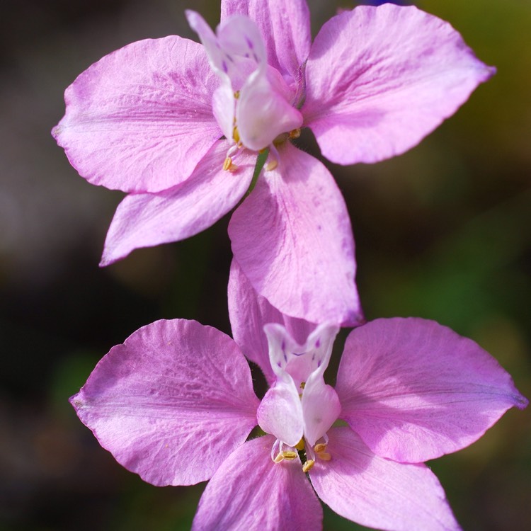 Plant image Delphinium 'Ariel'