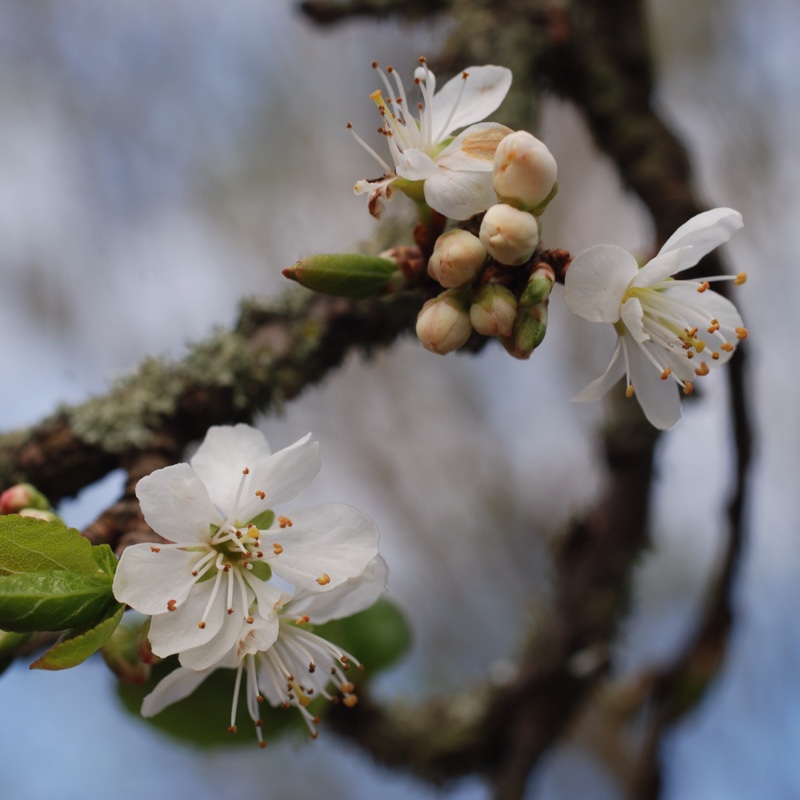 Prunus domestica subsp. insititia var. nigra