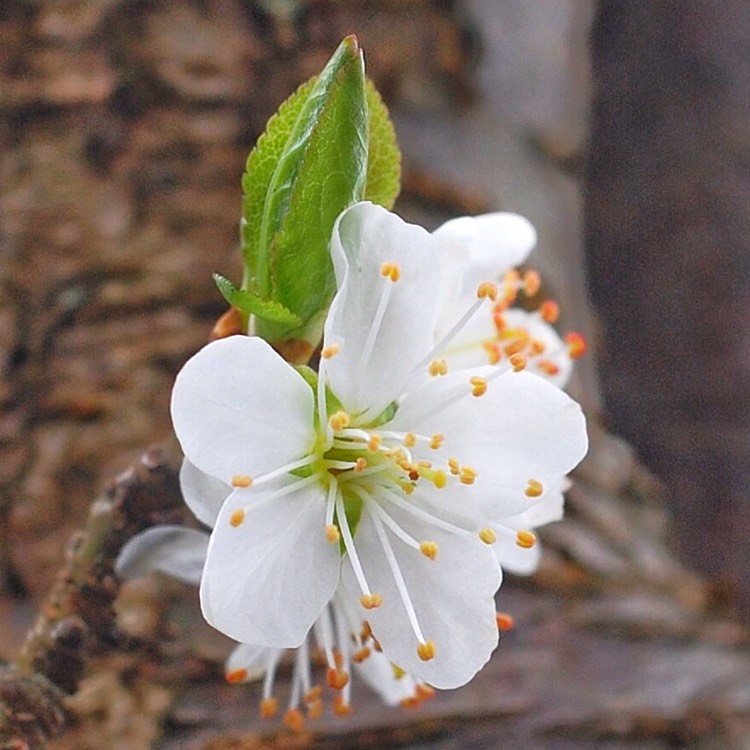 Plant image Prunus domestica subsp. insititia var. nigra