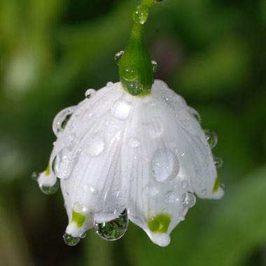 Leucojum aestivum 'Gravetye Giant'