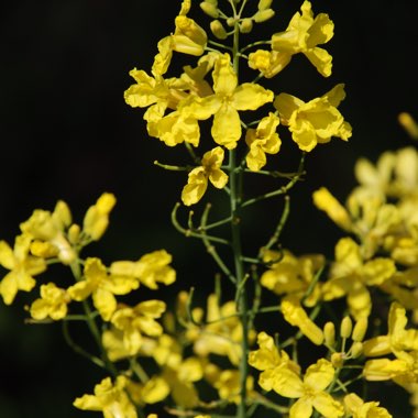 Brassica napus