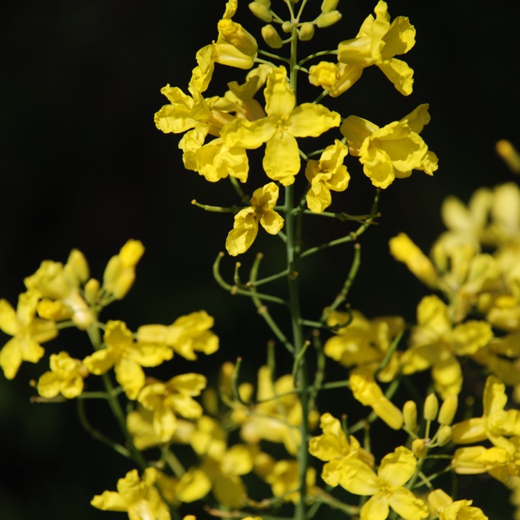 Plant image Brassica napus