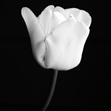 Tulipa