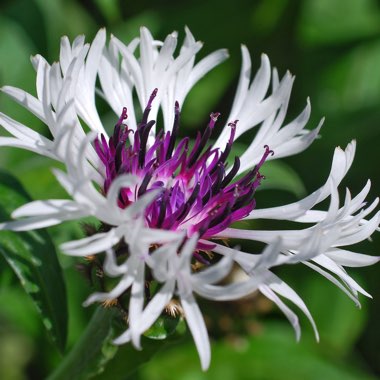 Centaurea 'Amethyst on Ice'