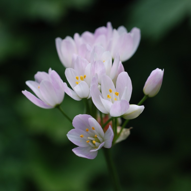 Plant image Allium roseum