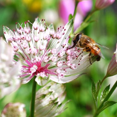 Astrantia major 'Florence'