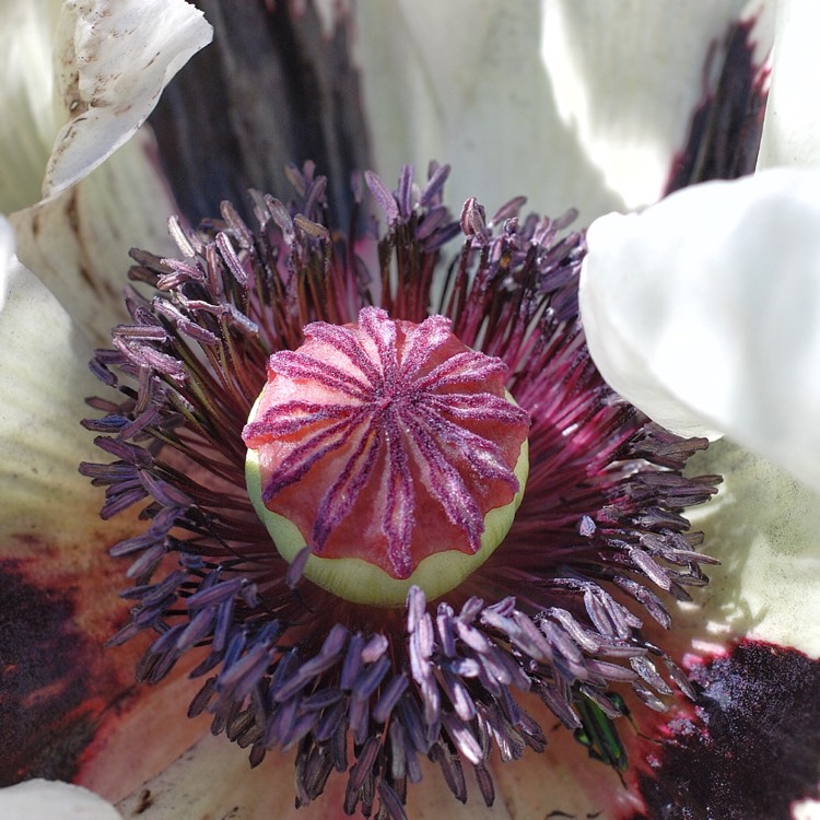 Plant image Papaver orientale 'Perry's white'