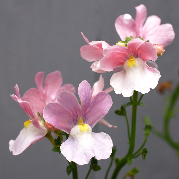 Plant image Nemesia 'Berrie White'