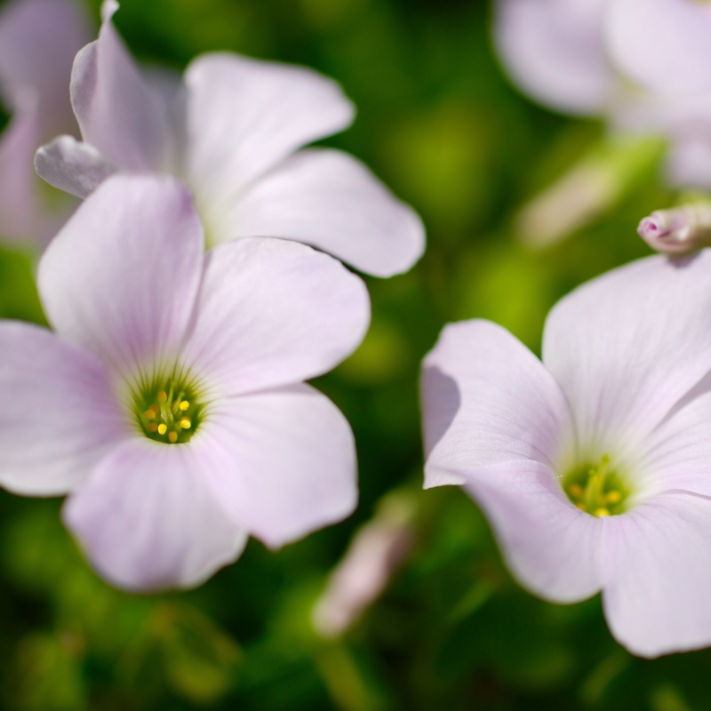 Plant image Oxalis articulata 'Liah'