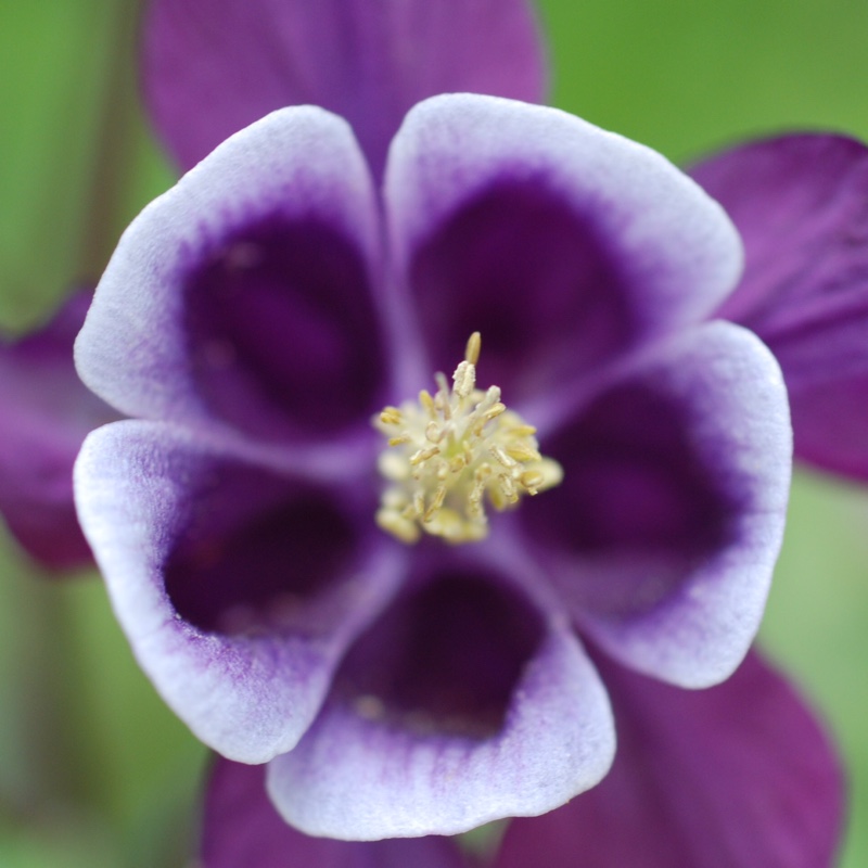 Aquilegia