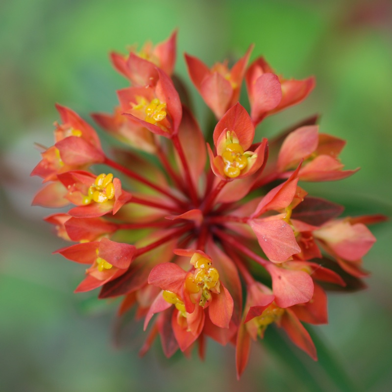 Euphorbia griffithii 'Fireglow'