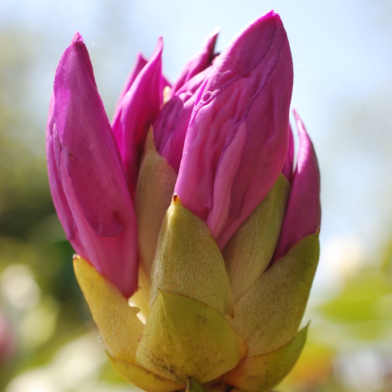 Plant image Rhododendron 'Night Sky'