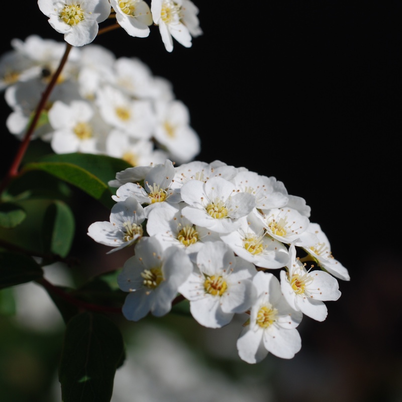 Spiraea 'Arguta' syn. Spiraea x arguta