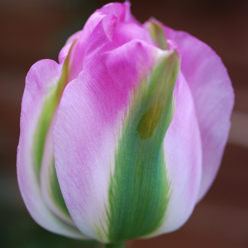 Tulipa 'Hollywood Star'