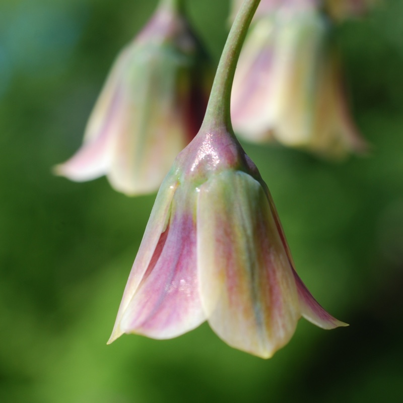 Allium siculum syn. Nectaroscordum siculum, Allium nectaracsardium, Allium bulgaricum