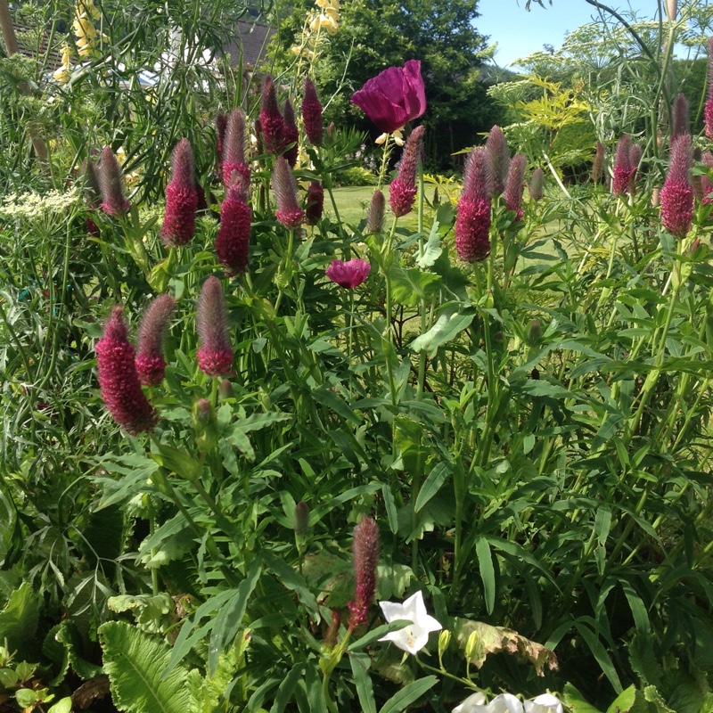 Plant image Trifolium rubens 'Peach Pink'