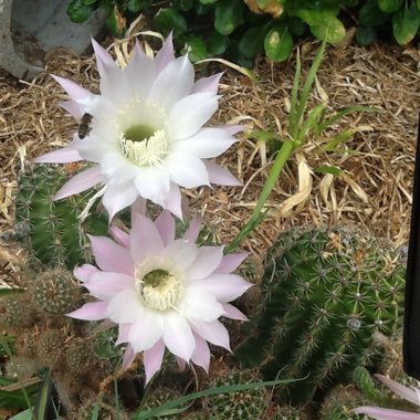 Echinopsis oxygona syn. Echinopsis eyriesii, Echinopsis multiplex, Echinopsis tubiflora