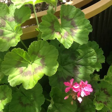 Geranium