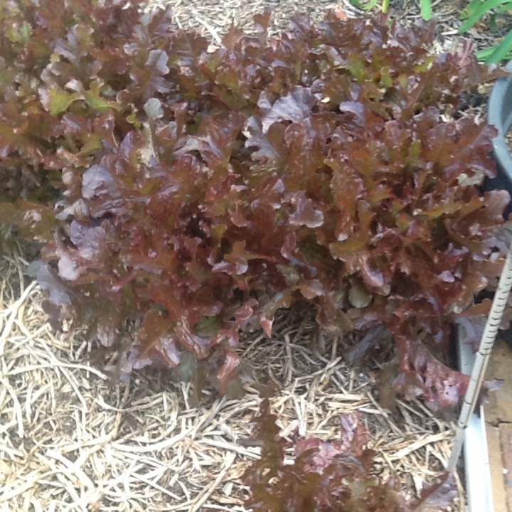 Plant image Lactuca sativa 'Bijou'