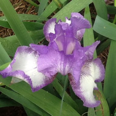 Iris x germanica 'Blue Shimmer'