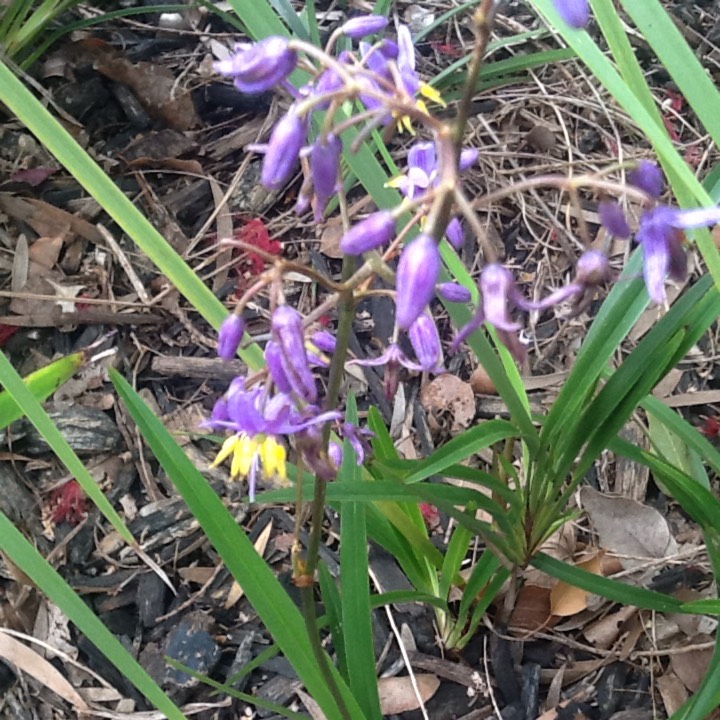 Plant image Dianella