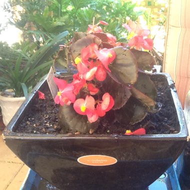 Begonia