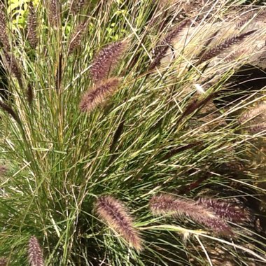 Pennisetum setaceum 'Rubrum'