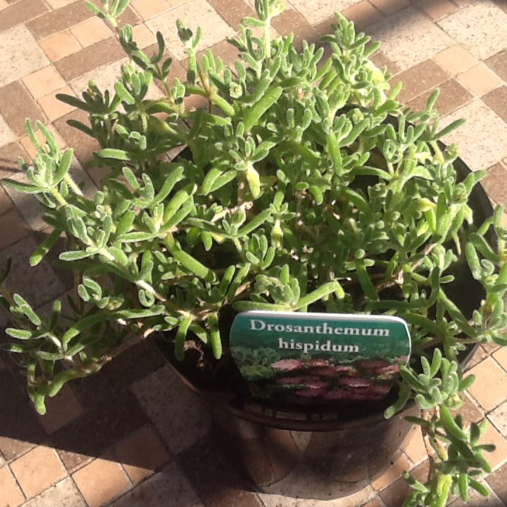 Plant image Drosanthemum Hispidum