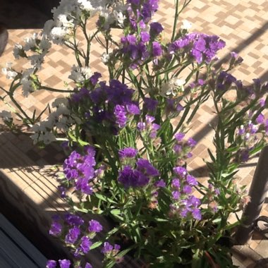 Limonium peregrinum