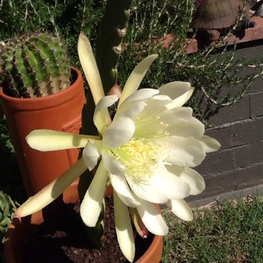 Orchid Cactus 'Queen of the night'