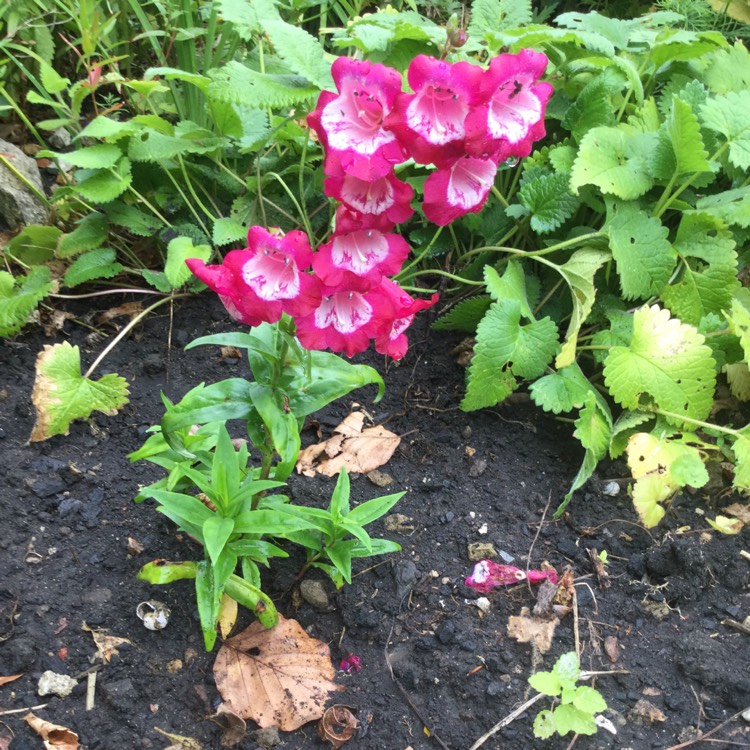 Plant image Penstemon 'Violet'