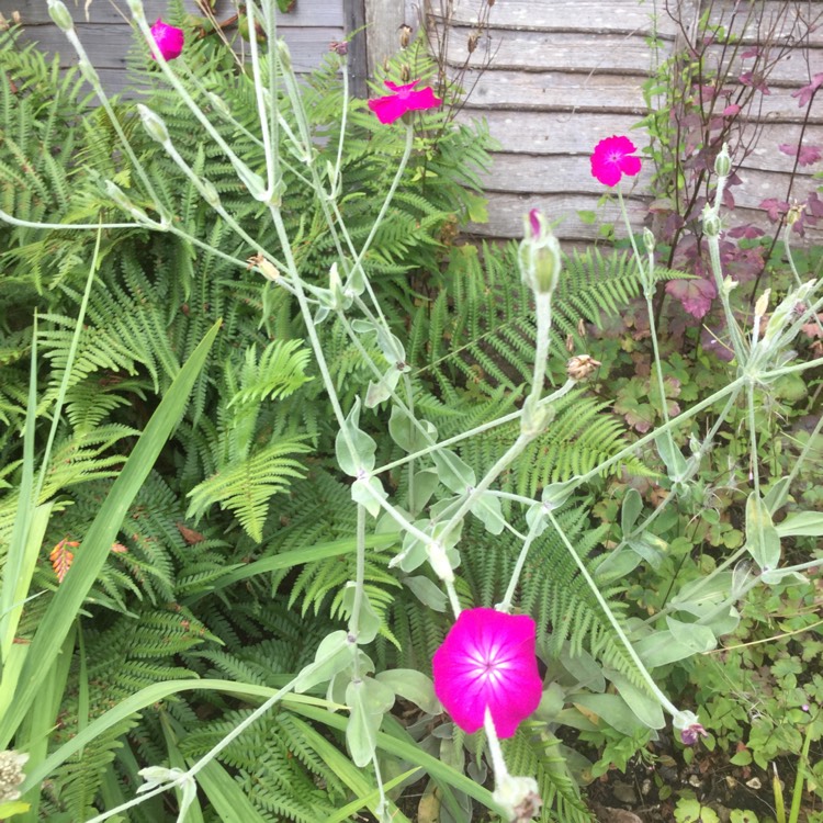 Plant image Lychnis coronaria 'Gardeners World'