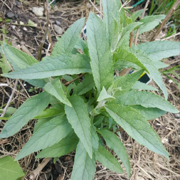 Plant image Buddleja 'Hinebud4' syn. Buddleja 'Dreaming Purple'