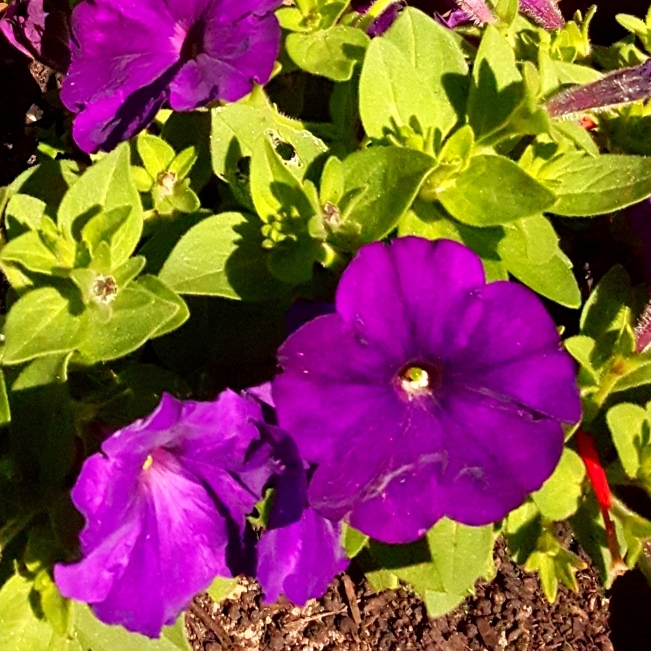 Plant image Petunia x hybrida 'F1 Ultra 'Blue'