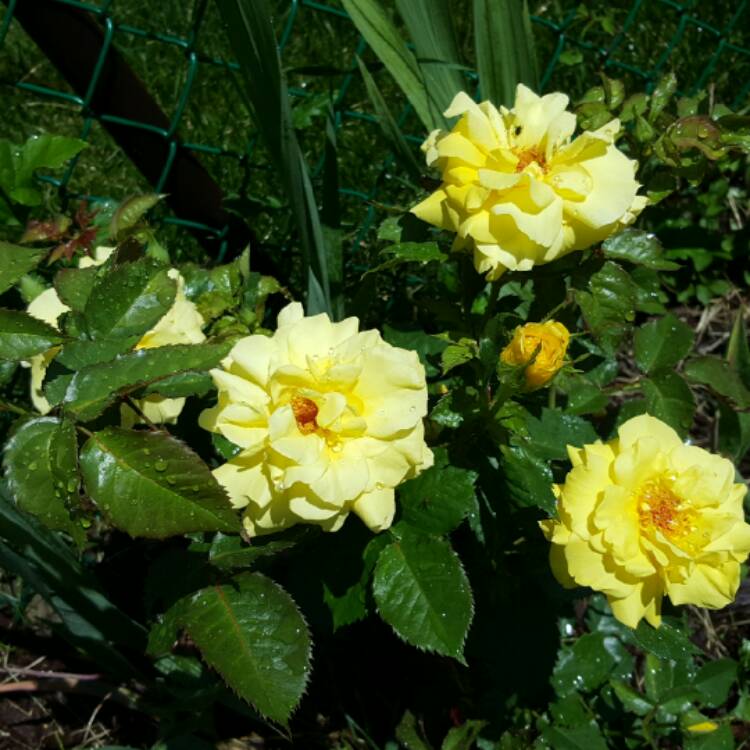 Plant image Rosa 'Landora' syn. Rosa 'Sunblest', Rosa 'Tania'