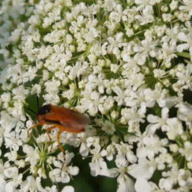 Bishop's weed