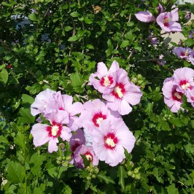 Rose Mallow