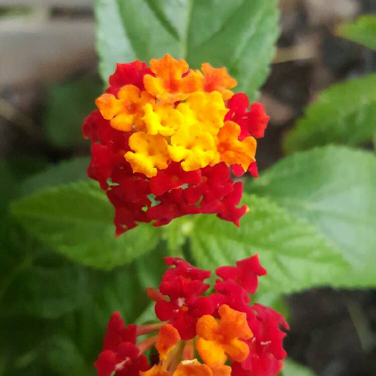 Plant image Lantana camara 'Lucky™ Sunrise Rose'