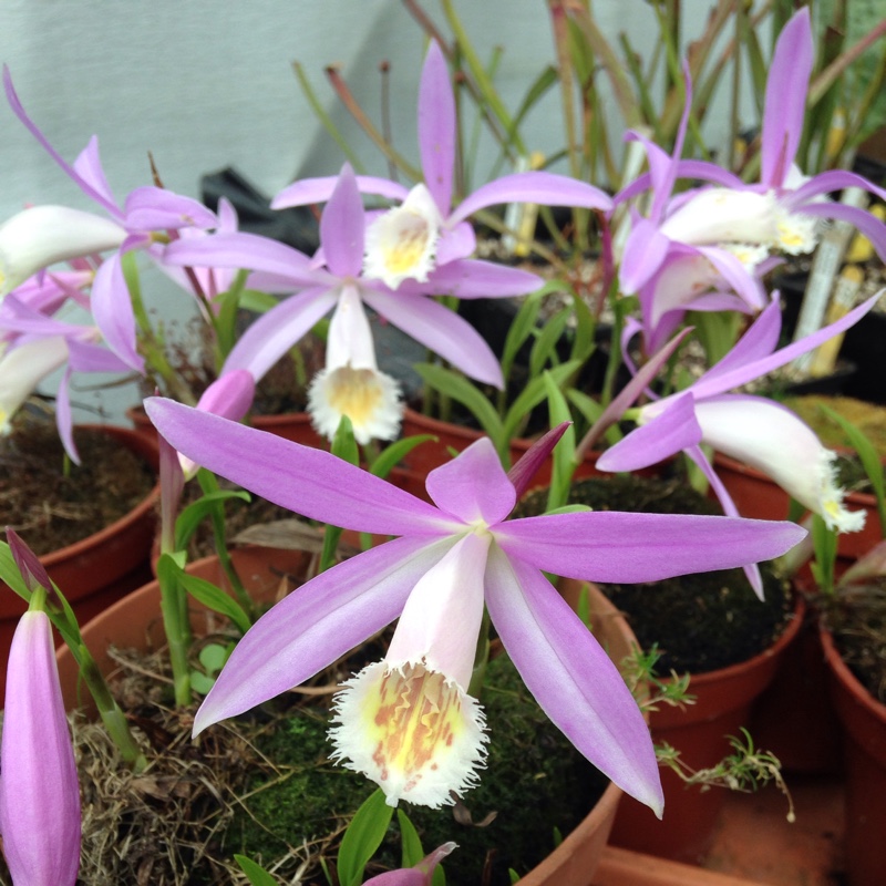 Pleione Formosana