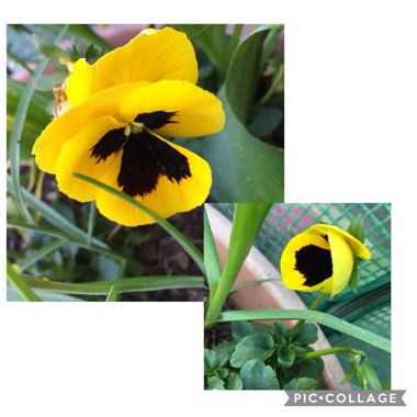 Viola x wittrockiana 'Yellow Blotch'