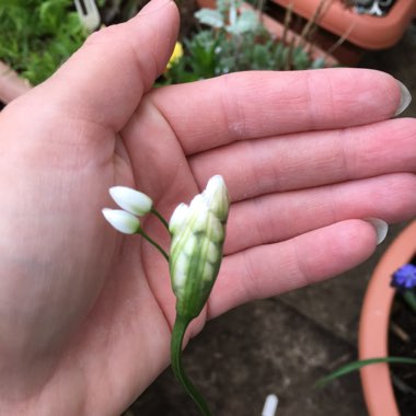 Allium neapolitanum