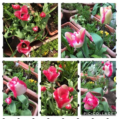 Tulipa