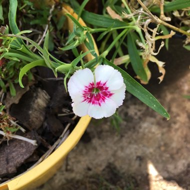 Dianthus chinensis 'Floral Lace Picotee'