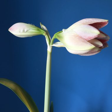 Hippeastrum (Double Galaxy Group) 'Dancing Queen'