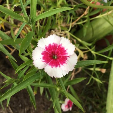 Dianthus chinensis 'Floral Lace Picotee'